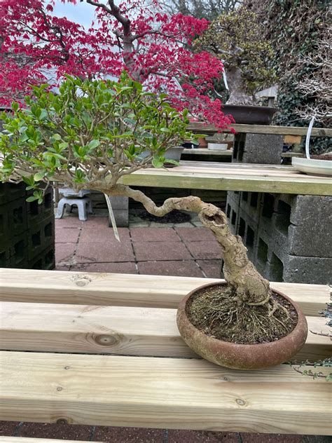 lee verhorevoort bonsai bexleyheath